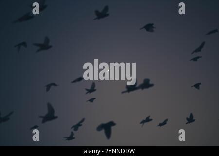 A Flock of birds Flying in the sky Stock Photo