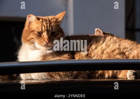 Adorable ginger street male cat lying on a car roof closeup on sunny day Stock Photo