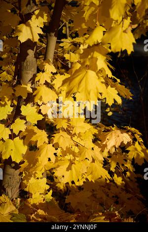 The Vibrant Yellow Autumn Leaves Radiate Brightly, Glimmering in the Beautiful Natural Light Stock Photo
