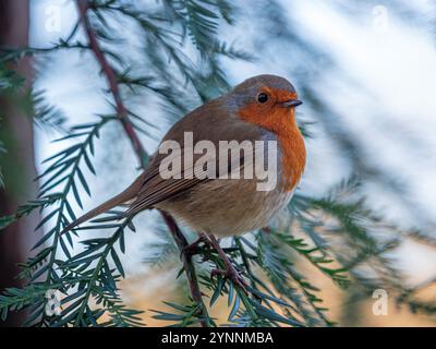 Close-up of a robin perched on a branch of a fir tree in a UK garden. Stock Photo