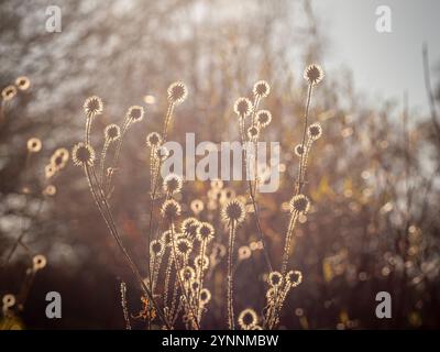 Echinacea seed heads silhouetted against the winter sunshine in a UK garden. Stock Photo