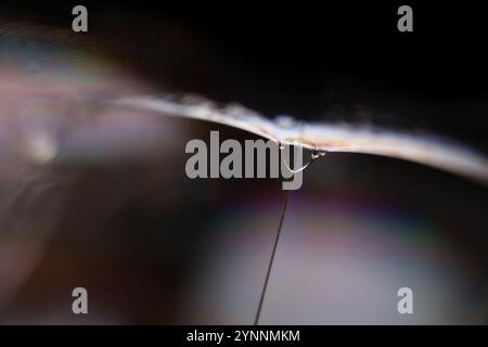 Silver liquid connections, bubble in macro, movement of liquid in a bubble, abstract background, surrealistic flow Stock Photo