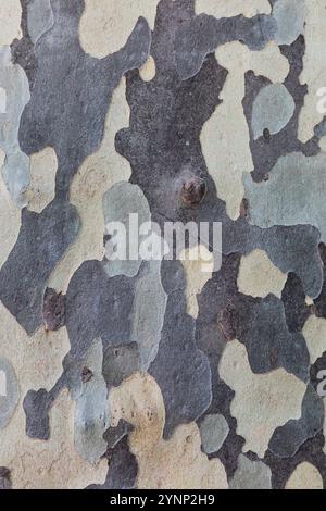 Close up of the bark of the Platanus tree, peeling bark Stock Photo
