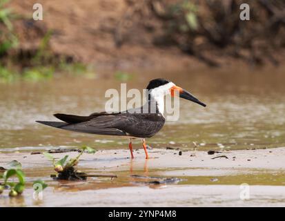 Black Skimmer, Rynchops niger, on the ground, wildlife of the Pantanal, Mato Grosso, Brazil South America; wild bird. Stock Photo