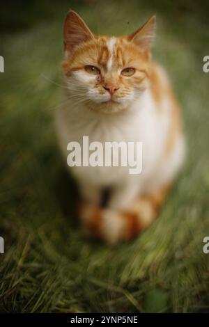 Ginger white cat rest on dry green grass on a spring day. Stock Photo