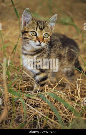 Cute kitten Tabby dreams in a garden with green and dry grass. Stock Photo