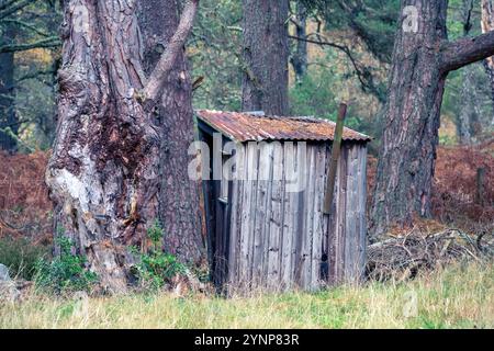 A rickety old wooden shed with a metal roof in a forest in Cairngorms National Park, Scotland, in late Autumn Stock Photo