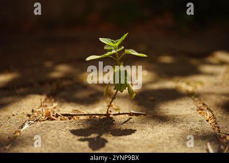 Small green grass grows in the stone gap of the road. Stock Photo
