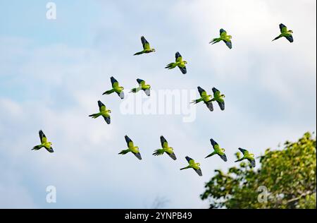 A flock of 15 colourful parakeets flying wild overhead in the forest, the Pantanal, Brazil, South America. Pantanal bird wildlife and nature. Stock Photo