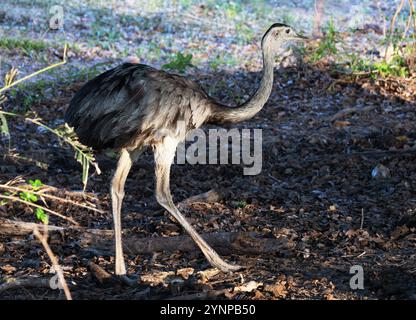 Rhea, Rhea americana, Greater Rhea or American Rhea, one adult large flightless wild bird in the Pantanal, Brazil South America Stock Photo