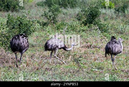 Three Rhea, Rhea americana, Greater or American Rhea, large flightless wild bird in the Pantanal, Brazil South America Stock Photo