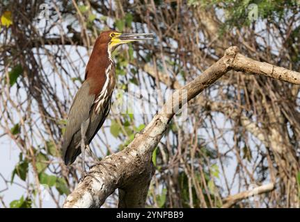 Heron, Tigrisoma lineatum, Pantanal, Brasil Stock Photo - Alamy