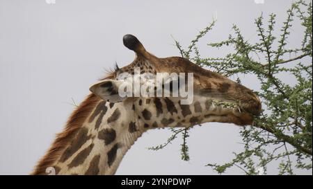 Giraffe portrait in the savannah in East Africa Stock Photo