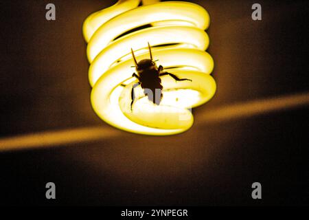 Bee on a fluorescent Bulb Stock Photo
