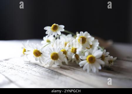 White daisies, chamomile flowers on wooden table on black background Stock Photo