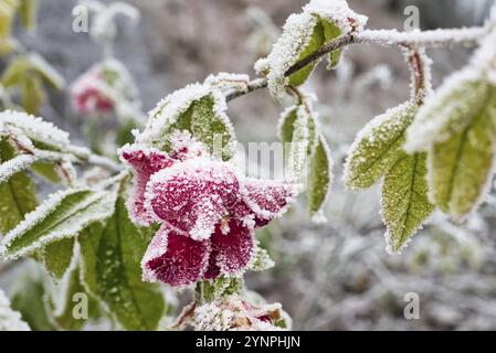 A selective focus shot of a frosted rosen covered with snow in the garden on a winter day Stock Photo