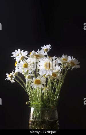 White daisies, chamomile flowers in the glass on black background Stock Photo
