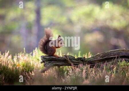 Red squirrel on a fallen branch in a forest in Cairngorms National Park, Scotland in late Autumn Stock Photo
