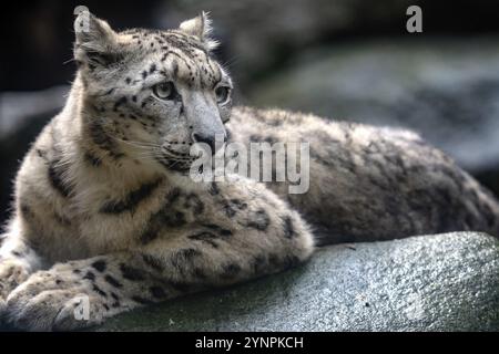 Snow leopard, Irbis (Panthera uncia) Stock Photo