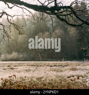 A field of tall grass and leafless winter trees covered in a layer of winter frost on a cold morning. Stock Photo