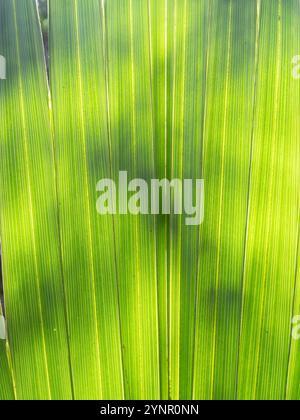 Close up of backlit yellow and gold saw palmetto leaves with shadows behind. Photographed in Texas. Stock Photo