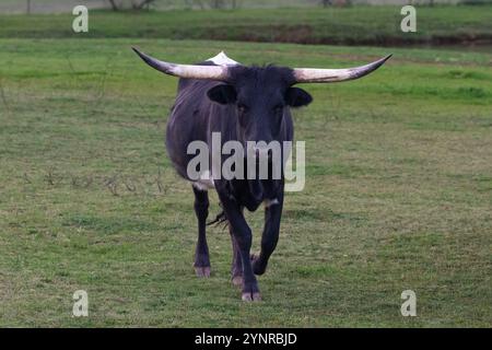 Black Texas Longhorn steer, walking towards camera across grassy pasture in Henrietta, Texas. Stock Photo