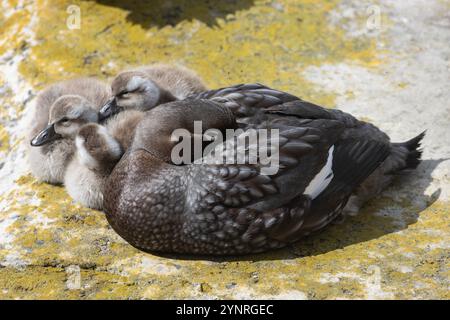 Female Falkland Steamer Duck, Tachyeres brachypterus, with chicks, on New Island in The Falkland Islands. Stock Photo