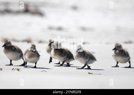 Female Falkland Steamer Duck chicks, Tachyeres brachypterus, on New Island in The Falkland Islands. Stock Photo