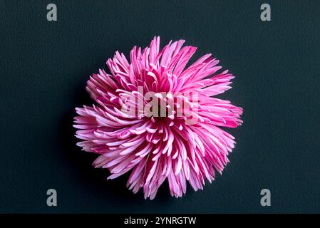 one flower pink chrysanthemum on black background watercolor paper texture Stock Photo