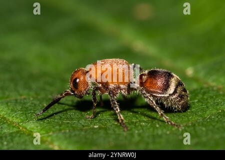 Velvet Ant - Timulla vagans Stock Photo