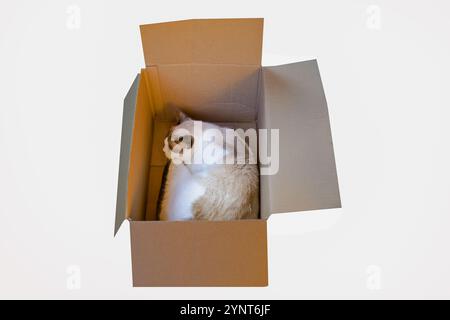 A cozy cat peacefully sleeping inside a snug cardboard box, perfectly content in its makeshift bed. Stock Photo