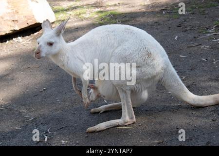 the joey albino kangaroo is all white with pink eyes, ears and nose. Stock Photo