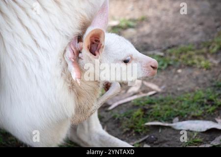 The albino joey kangaroo is all white with pink eyes, ears and nose. Stock Photo