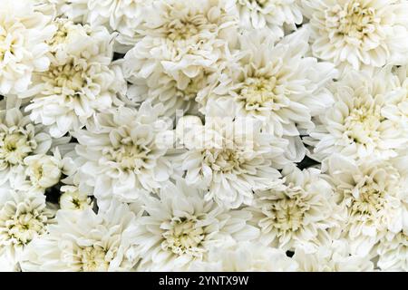 A beautiful bouquet of white chrysanthemums. Background of fresh flowers. Stock Photo