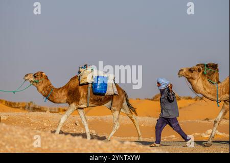 Douz, Kebili Governorate, Tunisia - November 08, 2024: Bedouin caravan in the Sahara. Stock Photo