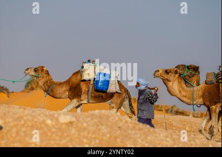 Douz, Kebili Governorate, Tunisia - November 08, 2024: Bedouin caravan in the Sahara. Stock Photo