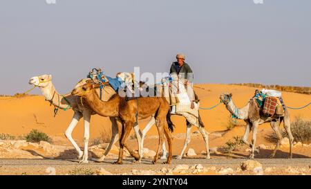 Douz, Kebili Governorate, Tunisia - November 08, 2024: Bedouin caravan in the Sahara. Stock Photo