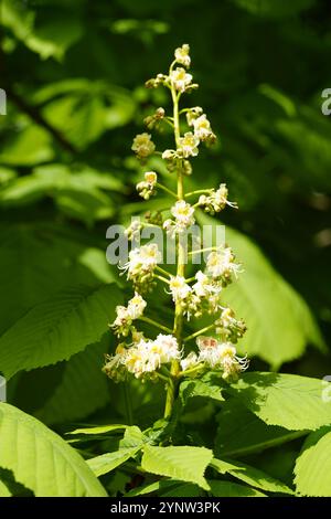 Chestnut blossom close-up. Blooming tree in spring. Stock Photo