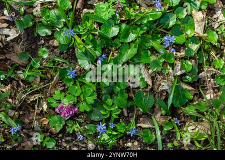 Scilla bifolia, the alpine squill or two-leaf squill, is a herbaceous perennial plant of the family Asparagaceae. Art photo of the early flowering pla Stock Photo