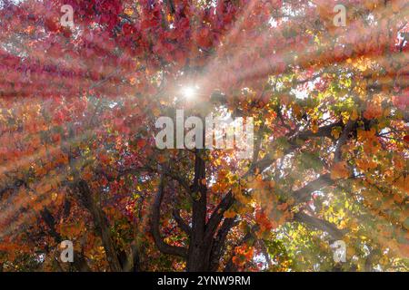Sun Beams thru Colors of Autumn Leaves Stock Photo