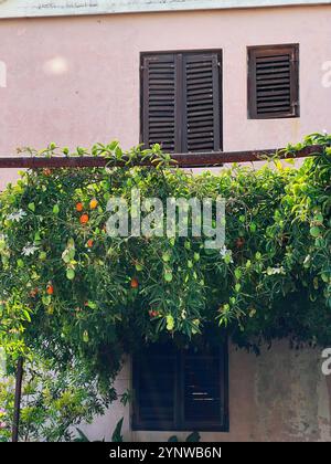 A rustic pink building facade adorned with lush green vines cascading over two shuttered windows. Sunlight plays on the foliage, creating a serene ble Stock Photo