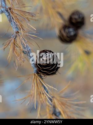 Larch pine branches in the autumn, with golden orange needles and pine cones Stock Photo