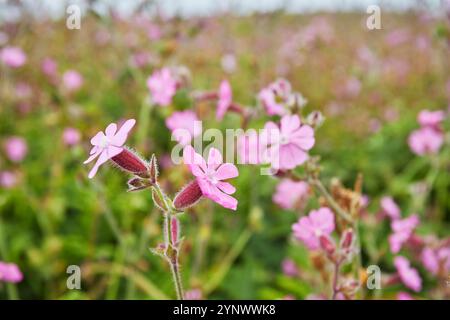 Red Campion (Silene dioica) in flower in summer on Skomer Island, off the coast of Pembrokeshire, Wales, Great Britain. Stock Photo