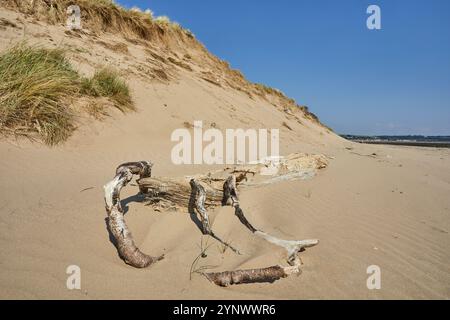 Sand dunes in the Taw and Torridge estuary, near Crow Point, near Barnstaple, Devon, Great Britain. Stock Photo