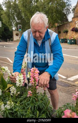 UK, England, Rutland, Uppingham, Orange Street, Uppingham in Bloom Volunteer Anthony Streeter dead heading Antirrhinum, snapdragon flowers Stock Photo