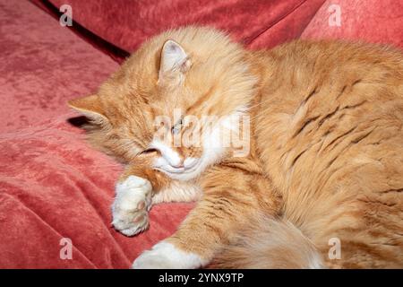 Red and fluffy cat lies on the sofa. Pets. Daytime sleep. Copy space Stock Photo