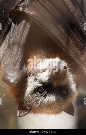Bats are the only mammals that can fly. Instead of arms or hands, they