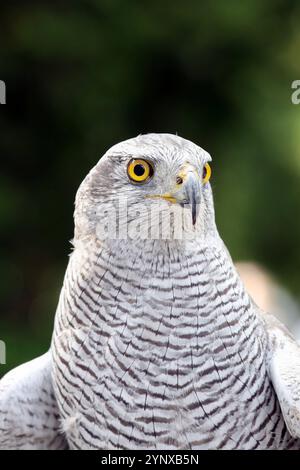 15.09.2024, Hannover, Niedersachsen, GER - Sibirischer Habicht im Portrait. Accipiter gentilis, Astur gentilis, aussen, Aussenaufnahme, deutsch, Deutschland, Einzeltier, Europa, europaeisch, Fauna, Federkleid, Freisteller, Gefieder, Greif, Greifvogel, Habicht, Hannover, HF, Hochformat, Jahreszeit, Natur, Niedersachsen, Ornithologie, Portraet, Portrait, Raubvogel, Sibirischer Habicht, Sommer, Textfreiraum, Tier, Tierportraet, Tierportrait, Tierreich, Tierwelt, Vogel, Vogelkunde, weiss, Westeuropa, Wildtier 240915D8230HANNOVER.JPG *** 15 09 2024, Hanover, Lower Saxony, GER Siberian Goshawk in po Stock Photo