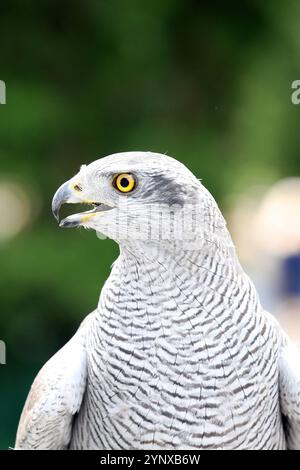 15.09.2024, Hannover, Niedersachsen, GER - Sibirischer Habicht im Portrait. Accipiter gentilis, Astur gentilis, aussen, Aussenaufnahme, deutsch, Deutschland, Einzeltier, Europa, europaeisch, Fauna, Federkleid, Freisteller, Gefieder, Greif, Greifvogel, Habicht, Hannover, HF, Hochformat, Jahreszeit, Natur, Niedersachsen, Ornithologie, Portraet, Portrait, Raubvogel, Sibirischer Habicht, Sommer, Textfreiraum, Tier, Tierportraet, Tierportrait, Tierreich, Tierwelt, Vogel, Vogelkunde, weiss, Westeuropa, Wildtier 240915D8227HANNOVER.JPG *** 15 09 2024, Hanover, Lower Saxony, GER Siberian Goshawk in po Stock Photo