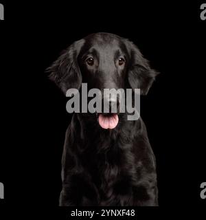 Portrait of black flat-coated retriever dog isolated on black background, studio shot Stock Photo